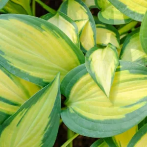 Hosta Orange Marmalade, Variegated Plantain lily, Plantain Lily 'Orange Marmalade', Shade perennials, Plants for shade