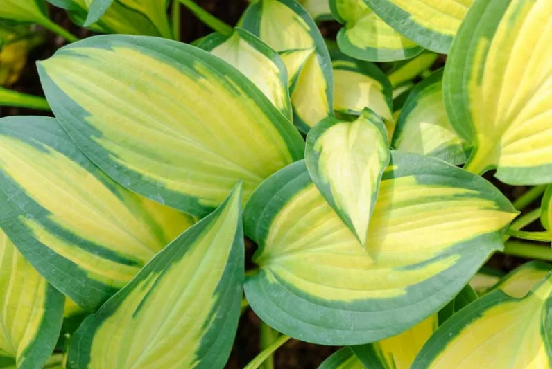 Hosta Orange Marmalade, Variegated Plantain lily, Plantain Lily 'Orange Marmalade', Shade perennials, Plants for shade