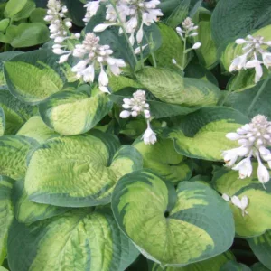 Hosta Paradigm, Plantain Lily 'Paradigm', 'Paradigm' Hosta, variegated Plantain lily, Shade perennials, Plants for shade