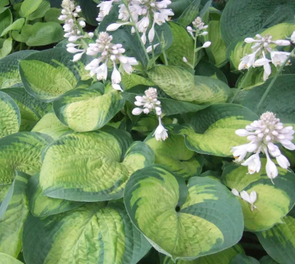 Hosta Paradigm, Plantain Lily 'Paradigm', 'Paradigm' Hosta, variegated Plantain lily, Shade perennials, Plants for shade