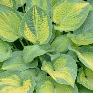 Hosta Paul's Glory, Variegated Plantain lily, Plantain Lily 'Paul's Glory', Shade perennials, Plants for shade