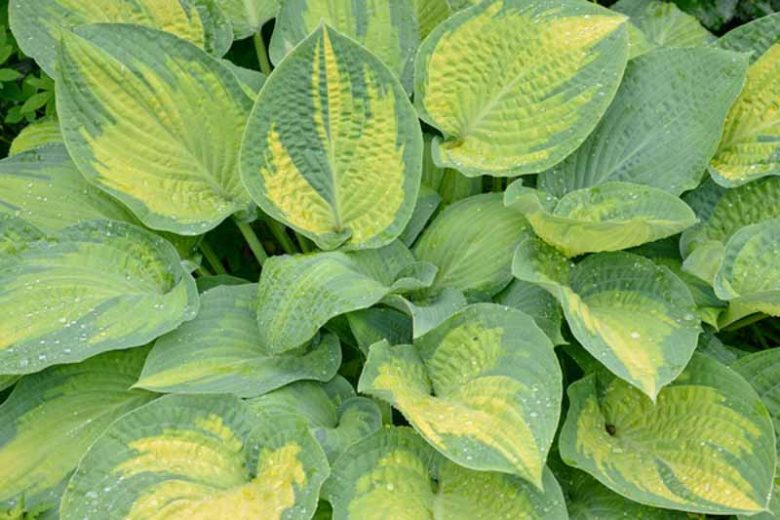 Hosta Paul's Glory, Variegated Plantain lily, Plantain Lily 'Paul's Glory', Shade perennials, Plants for shade
