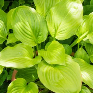 Hosta Plantaginea, Plantain lily, Fragrant Hosta, Fragrant Plantain Lily, Shade perennials, Plants for shade, August Lily