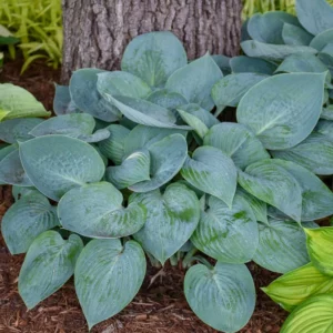 Hosta Prairie Sky, Plantain Lily 'Prairie Sky', 'Prairie Sky', Blue Hosta, Shade perennials, Plants for shade