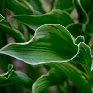 Hosta Praying Hands, Plantain Lily 'Praying Hands', Shade perennials, Plants for shade