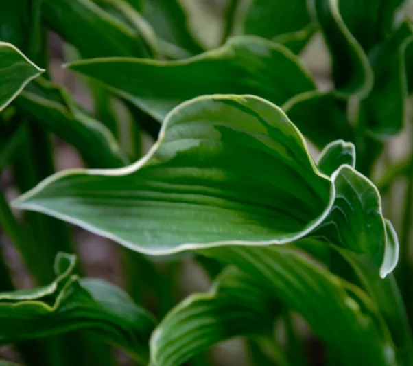 Hosta Praying Hands, Plantain Lily 'Praying Hands', Shade perennials, Plants for shade