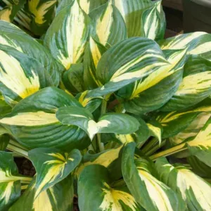 Hosta Revolution, Variegated Plantain lily, Plantain Lily 'Revolution', Shade perennials, Plants for shade