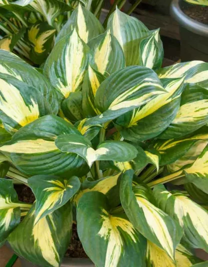 Hosta Revolution, Variegated Plantain lily, Plantain Lily 'Revolution', Shade perennials, Plants for shade