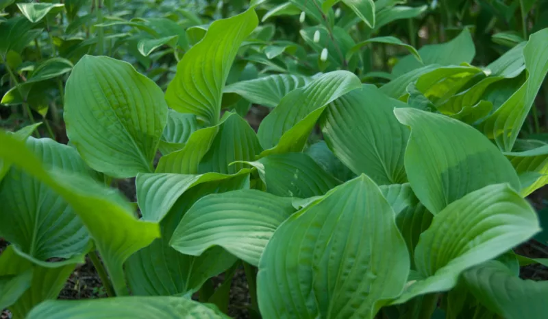 Hosta 'Royal Standard', Plantain Lily 'Royal Standard', 'Royal Standard' Hosta, Hosta 'Wayside Perfection', Shade perennials, Plants for shade
