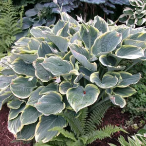 Hosta Sagae, Variegated Plantain lily, Plantain Lily 'Sagae', Shade perennials, Plants for shade