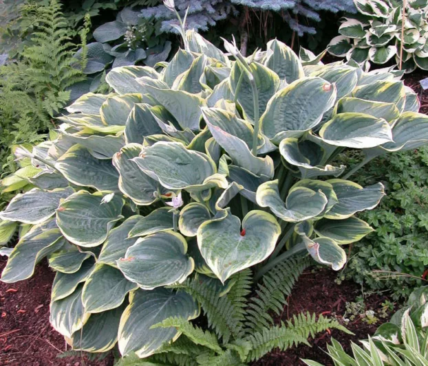 Hosta Sagae, Variegated Plantain lily, Plantain Lily 'Sagae', Shade perennials, Plants for shade