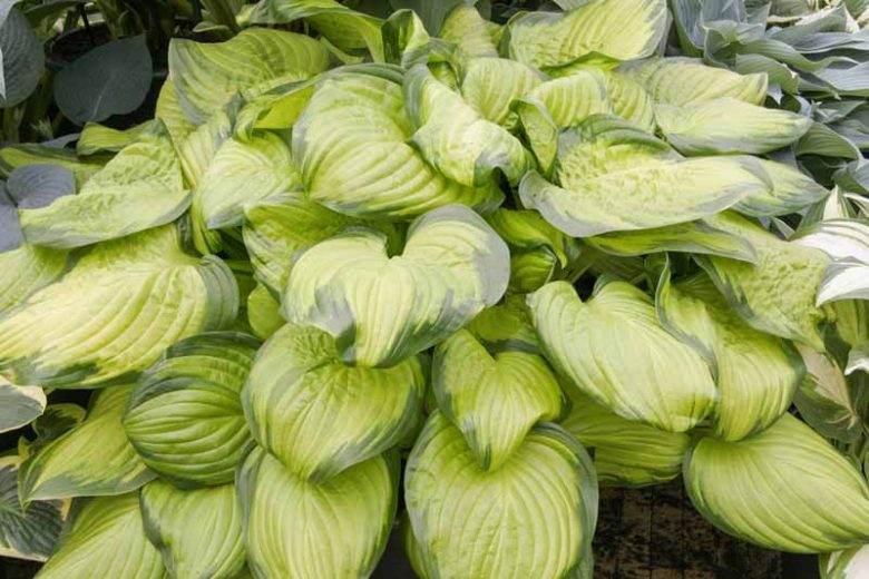 Hosta Stained Glass, Variegated Plantain lily, Plantain Lily 'Stained Glass', Shade perennials, Plants for shade