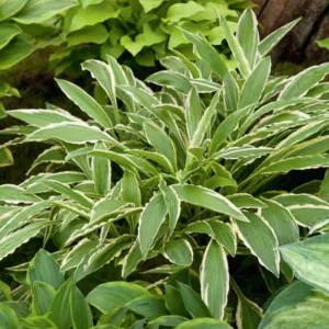 Hosta Stiletto, Variegated Plantain lily, Plantain Lily 'Stiletto', 'Stiletto' Hosta, Shade perennials, Plants for shade