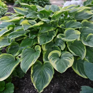 Hosta Victory, Variegated Plantain lily, Plantain Lily 'Victory', Shade perennials, Plants for shade