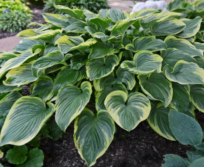 Hosta Victory, Variegated Plantain lily, Plantain Lily 'Victory', Shade perennials, Plants for shade