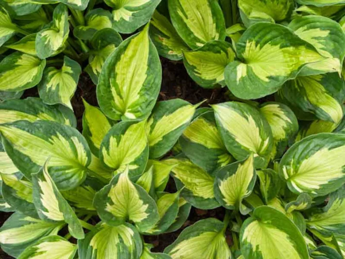 Hosta Whirlwind, Variegated Plantain lily, Plantain Lily 'Whirlwind', Shade perennials, Plants for shade