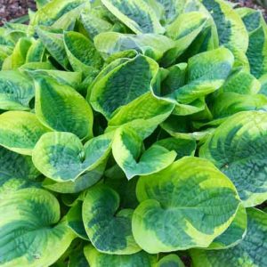 Hosta Wide Brim, Variegated Plantain lily, Plantain Lily 'Wide Brim', 'Wide Brim' Hosta, Shade perennials, Plants for shade, AGM Hosta