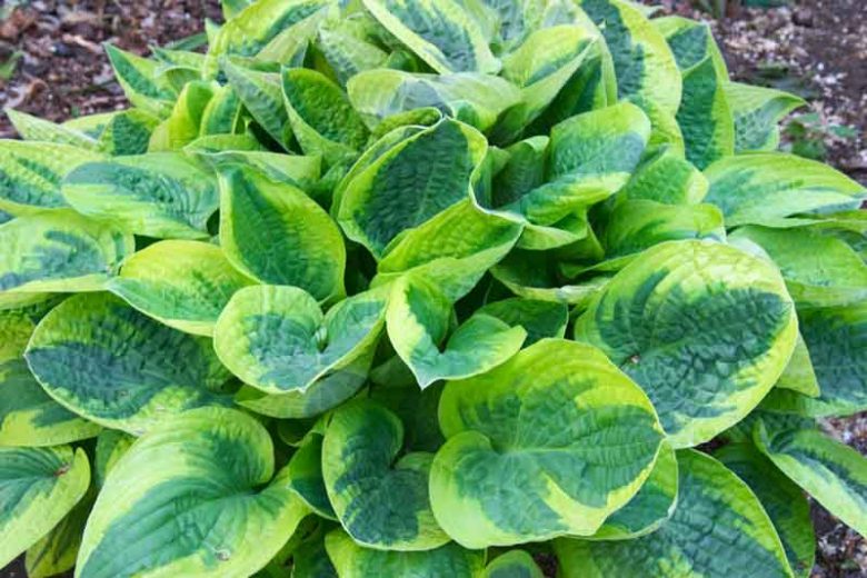 Hosta Wide Brim, Variegated Plantain lily, Plantain Lily 'Wide Brim', 'Wide Brim' Hosta, Shade perennials, Plants for shade, AGM Hosta