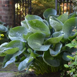Hosta Abiqua Drinking Gourd, Plantain Lily Abiqua Drinking Gourd, 'Abiqua Drinking Gourd Hosta, Blue Hosta, Shade perennials, Plants for shade
