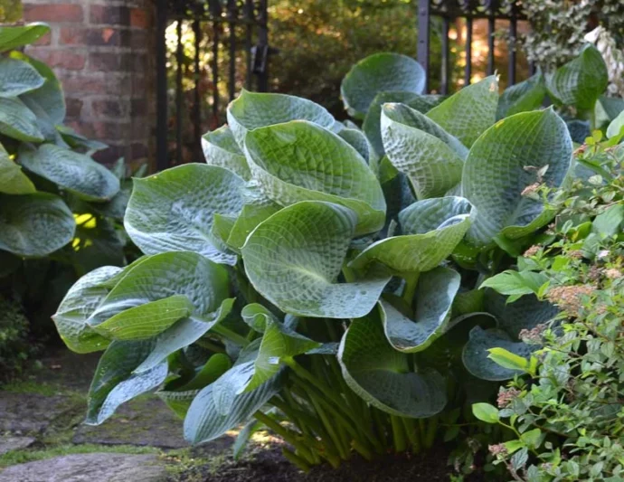 Hosta Abiqua Drinking Gourd, Plantain Lily Abiqua Drinking Gourd, 'Abiqua Drinking Gourd Hosta, Blue Hosta, Shade perennials, Plants for shade