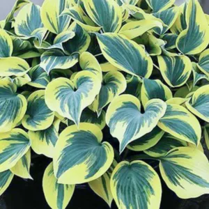 Hosta Ben Vernooij, Ben Vernooij Hosta, Variegated Hosta, Shade perennials, Plants for shade