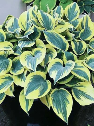 Hosta Ben Vernooij, Ben Vernooij Hosta, Variegated Hosta, Shade perennials, Plants for shade