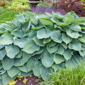 Hosta Big Daddy, Plantain Lily Big Daddy, Big Daddy Hosta', Blue Hosta, Shade perennials, Plants for shade