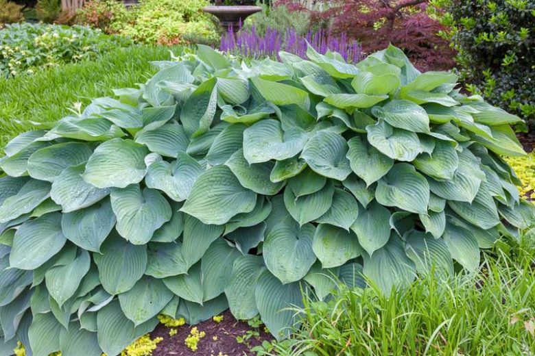 Hosta Big Daddy, Plantain Lily Big Daddy, Big Daddy Hosta', Blue Hosta, Shade perennials, Plants for shade