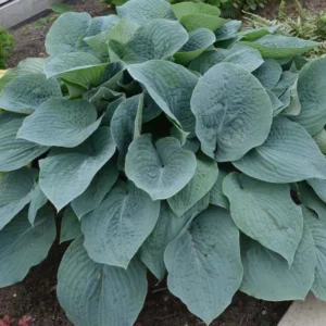 Hosta Blueberry Muffin, Plantain Lily Blueberry Muffin, Blueberry Muffin Hosta', Blue Hosta, Shade perennials, Plants for shade