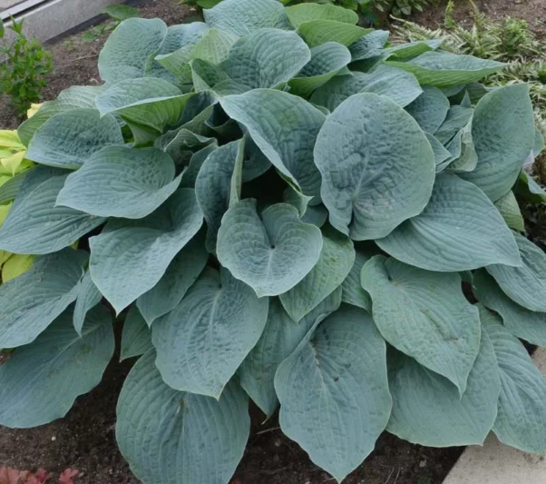 Hosta Blueberry Muffin, Plantain Lily Blueberry Muffin, Blueberry Muffin Hosta', Blue Hosta, Shade perennials, Plants for shade