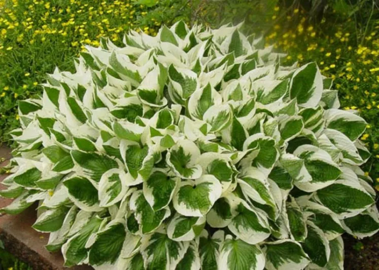 Hosta Brim Cup, Brim Cup Hosta, Variegated Hosta, Shade perennials, Plants for shade