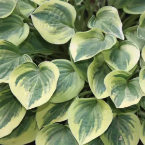 Hosta Cameo, Variegated Plantain lily, Plantain Lily 'Cameo', Shade perennials, Plants for shade