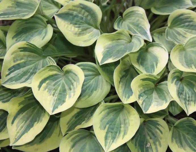 Hosta Cameo, Variegated Plantain lily, Plantain Lily 'Cameo', Shade perennials, Plants for shade