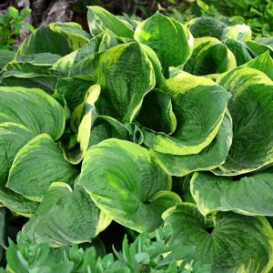 Hosta Christmas Tree, Plantain Lily Christmas Tree, Christmas Tree Hosta', Variegated Hosta, Shade perennials, Plants for shade