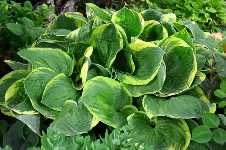 Hosta Christmas Tree, Plantain Lily Christmas Tree, Christmas Tree Hosta', Variegated Hosta, Shade perennials, Plants for shade