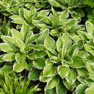 Hosta Crispula,Curled Plantain Lily, Curled Hosta, Hosta 'Sazanami', Hosta 'Marginata Alba', variegated hosta, shade plant, shade perennial
