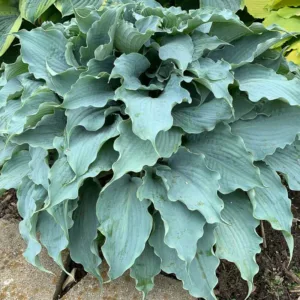 Hosta Dancing with Dragons, Plantain Lily Dancing with Dragons, Dancing with Dragons Hosta, Blue Hosta, Shade perennials, Plants for shade