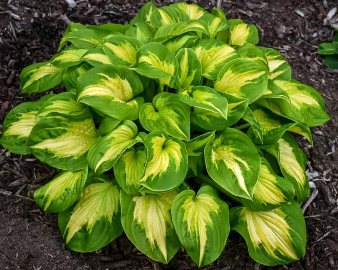 Hosta Etched Glass, Plantain Lily Etched Glass, Etched Glass Hosta, Variegated Hosta, Shade perennials, Plants for shade