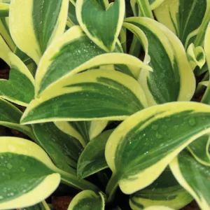 Hosta Funny Mouse, Variegated Plantain lily, Funny Mouse Hosta, Plantain Lily Funny Mouse, Shade perennials, Plants for shade