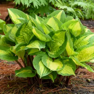Hosta Island Breeze, Variegated Plantain lily, Island Breeze Hosta, Plantain Lily 'Island Breeze', Shade perennials, Plants for shade