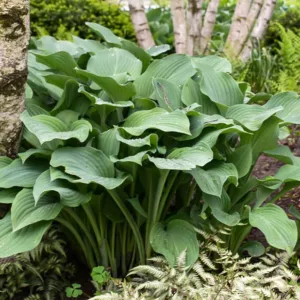 Hosta Krossa Regal, Plantain Lily Krossa Regal, Krossa Regal Hosta', Big Hosta, Shade perennials, Plants for shade