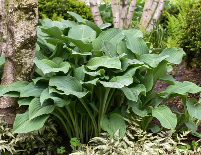 Hosta Krossa Regal, Plantain Lily Krossa Regal, Krossa Regal Hosta', Big Hosta, Shade perennials, Plants for shade
