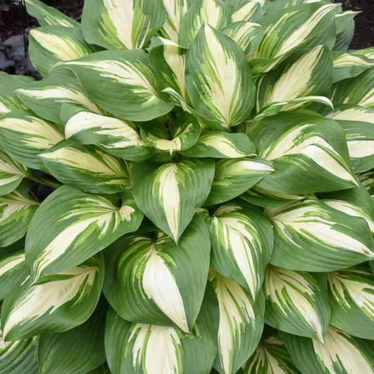 Hosta Miss America, Miss America Hosta, Variegated Plantain lily, Plantain Lily 'Miss America', Shade perennials, Plants for shade