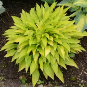 Hosta Munchkin Fire, Golden Plantain lily, Plantain Lily Munchkin Fire, Shade perennials, Plants for shade