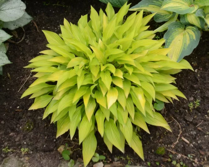 Hosta Munchkin Fire, Golden Plantain lily, Plantain Lily Munchkin Fire, Shade perennials, Plants for shade