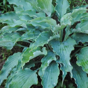 Hosta Neptune, Plantain Lily Neptune, Neptune Hosta', Blue Hosta, Shade perennials, Plants for shade