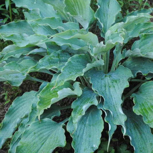 Hosta Neptune, Plantain Lily Neptune, Neptune Hosta', Blue Hosta, Shade perennials, Plants for shade