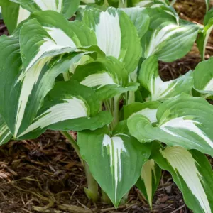 Hosta Night before Christmas, Plantain Lily Night before Christmas, Neptune Night before Christmas', Variegated Hosta, Shade perennials, Plants for shade