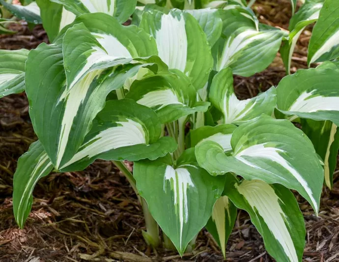 Hosta Night before Christmas, Plantain Lily Night before Christmas, Neptune Night before Christmas', Variegated Hosta, Shade perennials, Plants for shade