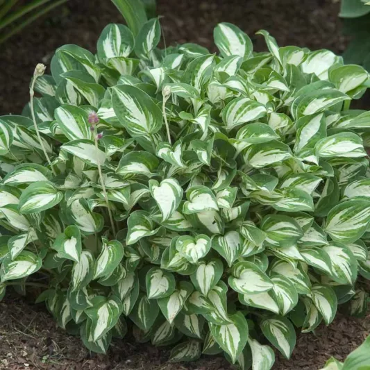 Hosta Pandora's Box, Variegated Plantain lily, Pandora's Box Hosta, Miniature Hosta, Plantain Lily Pandora's Box, Shade perennials, Plants for shade
